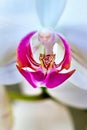 Macro photo of the labellum, callus and throat of a Phalaenopsis orchid.