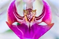 Macro photo of the labellum, callus and throat of a Phalaenopsis orchid.