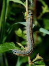 Macro photo of a lackey moth caterpillar - Malacosoma neustria Royalty Free Stock Photo