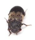 Larder beetle, Dermestes lardarius on white background