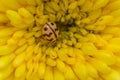 Macro photo of Ladybug beetle at the middle of the yellow-colored flower. Used selective focus Royalty Free Stock Photo