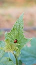 Macro photo of Ladybug in the green grass. Background leaf, bugs and insects world. Nature in spring concept Royalty Free Stock Photo