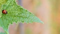 Macro photo of Ladybug in the green grass. Background leaf, bugs and insects world. Nature in spring concept Royalty Free Stock Photo