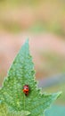 Macro photo of Ladybug in the green grass. Background leaf, bugs and insects world. Nature in spring concept Royalty Free Stock Photo