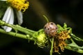 Macro photo of Ladybug in the green grass. Royalty Free Stock Photo