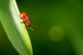 Macro photo of Ladybug in the green leaf. Close up ladybug in le Royalty Free Stock Photo