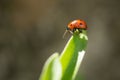 Macro photo of Ladybug in the green leaf. Close up ladybug in le Royalty Free Stock Photo