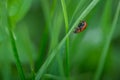 Macro photo of Ladybug in the green leaf. Close up ladybug in le Royalty Free Stock Photo