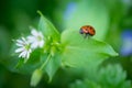 Macro photo of Ladybug in the green leaf. Close up ladybug in le Royalty Free Stock Photo