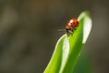 Macro photo of Ladybug in the green leaf. Close up ladybug in le Royalty Free Stock Photo