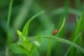 Macro photo of Ladybug in the green leaf. Close up ladybug in le Royalty Free Stock Photo