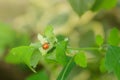 Macro photo of Ladybug on the green leaf. Close up ladybug on leaf. Spring nature scene Royalty Free Stock Photo