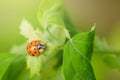 Macro photo of Ladybug on the green leaf. Close up ladybug on leaf. Spring nature scene Royalty Free Stock Photo