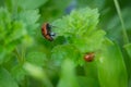 Macro photo of Ladybug in the green leaf. Close up ladybug in le Royalty Free Stock Photo