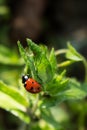 Macro photo of Ladybug in the green leaf Royalty Free Stock Photo