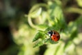 Macro photo of Ladybug in the green leaf Royalty Free Stock Photo