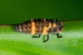 Macro Photo of Ladybug Larvae on Green Leaf Isolated on Background Royalty Free Stock Photo