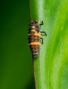 Macro Photo of Ladybug Larvae on Green Leaf Isolated on Background Royalty Free Stock Photo