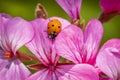 Macro photo of Ladybug on a pink flower Royalty Free Stock Photo