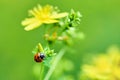 Macro photo of a ladybug on a plant with yellow flowers on a beautiful summer day. Blurred green background Royalty Free Stock Photo