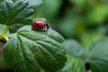 Macro photo of a ladybug with a single black spot, on a currant leaf, selective focus. Beneficial insects in the garden. Royalty Free Stock Photo