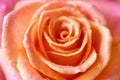 Macro photo large beautiful rose of delicate pink cream color. Valentine`s day, wedding, celebration.