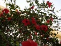 Macro photo of a large bright scarlet hibiscus flower blooming on a branch in the garden on a Sunny summer day. Flowering shrub in Royalty Free Stock Photo