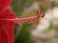 Macro photo of a large bright scarlet hibiscus flower blooming on a branch in the garden on a Sunny summer day. Flowering shrub in Royalty Free Stock Photo