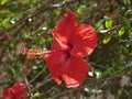 Macro photo of a large bright scarlet hibiscus flower blooming on a branch in the garden on a Sunny summer day. Flowering shrub in Royalty Free Stock Photo