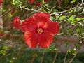 Macro photo of a large bright scarlet hibiscus flower blooming on a branch in the garden on a Sunny summer day. Flowering shrub in Royalty Free Stock Photo