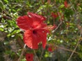 Macro photo of a large bright scarlet hibiscus flower blooming on a branch in the garden on a Sunny summer day. Flowering shrub in Royalty Free Stock Photo