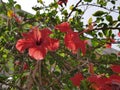 Macro photo of a large bright scarlet hibiscus flower blooming on a branch in the garden on a Sunny summer day. Flowering shrub in Royalty Free Stock Photo