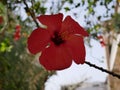 Macro photo of a large bright scarlet hibiscus flower blooming on a branch in the garden on a Sunny summer day. Flowering shrub in Royalty Free Stock Photo