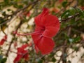 Macro photo of a large bright scarlet hibiscus flower blooming on a branch in the garden on a Sunny summer day. Flowering shrub in Royalty Free Stock Photo