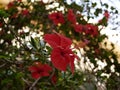 Macro photo of a large bright scarlet hibiscus flower blooming on a branch in the garden on a Sunny summer day. Flowering shrub in Royalty Free Stock Photo