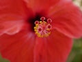 Macro photo of a large bright scarlet hibiscus flower blooming on a branch in the garden on a Sunny summer day. Flowering shrub in Royalty Free Stock Photo