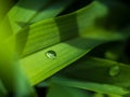 Macro photo, a large drop of dew on a long green leaf