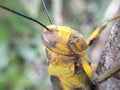 Macro photo of a large grasshopper on a tree