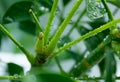 Macro photo. leaf axils, buds on the trunk of a green Scheffler plant. water drops Royalty Free Stock Photo