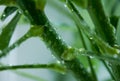 Macro photo. leaf axils, buds on the trunk of a green Scheffler plant. water drops Royalty Free Stock Photo