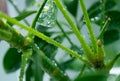 Macro photo. leaf axils, buds on the trunk of a green Scheffler plant. water drops Royalty Free Stock Photo