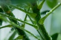 Macro photo. leaf axils, buds on the trunk of a green Scheffler plant. water drops Royalty Free Stock Photo