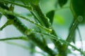 Macro photo. leaf axils, buds on the trunk of a green Scheffler plant. water drops Royalty Free Stock Photo