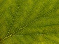 Macro photo leaf of blackcurrant ablaze with light Royalty Free Stock Photo