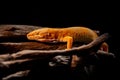 Macro photo of leopard gecko on the wood in the forest,