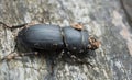 Lesser stag beetle, Dorcus parallelipipedus on wood Royalty Free Stock Photo