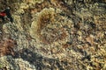 macro photo with lichen abstract pattern on the stone Royalty Free Stock Photo