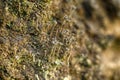 macro photo with lichen abstract pattern on the stone Royalty Free Stock Photo