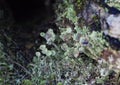 Macro photo of lichen Royalty Free Stock Photo