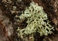 Macro photo of a lichen on a tree Royalty Free Stock Photo